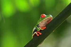 SM-2212 Red-eyed / Gaudy Leaf Treefrog