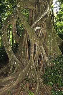 SM-2213 Cloud forest, Monteverde, Costa Rica