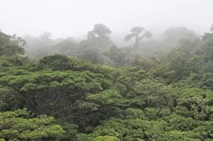 SM-2215 Cloud forest, Monteverde, Costa Rica