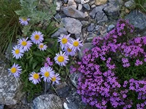 SM-2290 Flowers - Aster alpinus, Silene acaulis