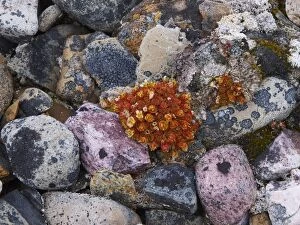 SM-2309 Plant and lichen on stones