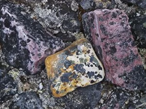 SM-2310 lichen on stones
