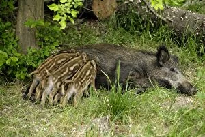 SM-2359 wild boar - sow nursing young ones