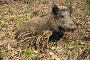SM-2360 wild boar - sow nursing young ones