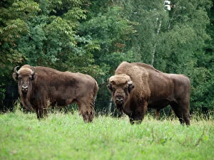 SM-2364 European Bison - cow and bull