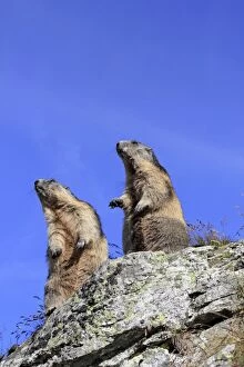 Alpine Marmot Gallery: SM-2711