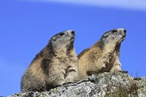 Alpine Marmot Gallery: SM-2713