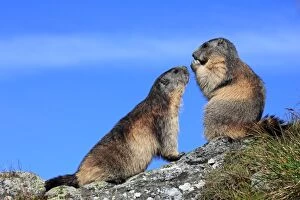 Alpine Marmot Gallery: SM-2715