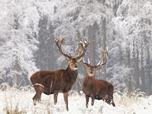 SM-2734-C Red deer bucks in snow