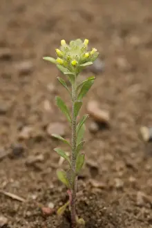 Xerophyte Prints: Small alison, Alyssum alyssoides. Very rare in eastern England