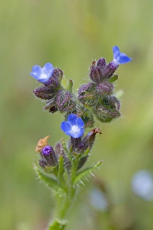 Images Dated 24th June 2012: Small / Annual Bugloss - Cornwall - UK