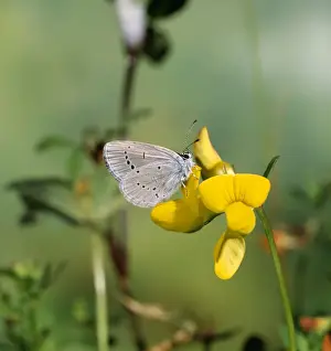 Blues Prints: Small Blue Butterfly - Male - at yellow flower (Trefoil?)