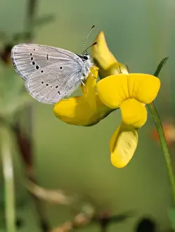Small Blue Butterfly - Male - at yellow flower (Trefoil?)
