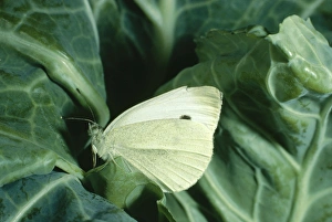 Small / Cabbage White BUTTERFLY