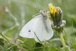 Small / Cabbage White Butterfly - covered with autumn frost