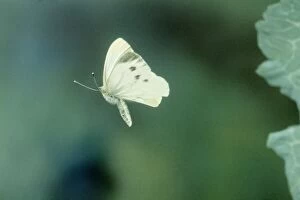 Small / Cabbage White Butterfly - In flight