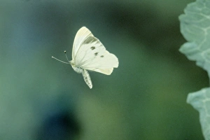 Small / Cabbage White BUTTERFLY