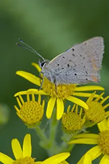 Copper Prints: Small / Common Copper Butterfly - on Common Ragwort (Senecio jacobaea)