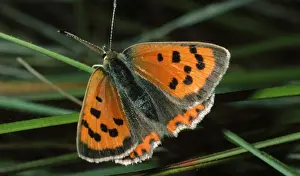 Copper Prints: Small Copper Butterfly