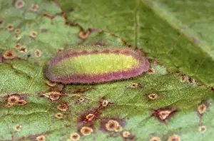 Copper Prints: Small Copper Butterfly - larvae