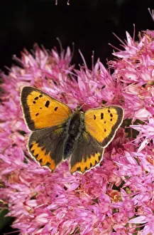 Copper Prints: Small Copper Butterfly UK