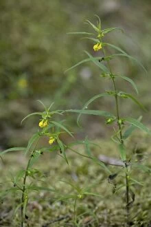 Images Dated 11th July 2006: Small cow-wheat (Melampyrum sylvaticum); very rare in UK