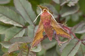 Small Elephant Hawkmoth. resting among leaves