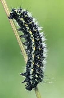 Small Emperor Moth Caterpillar