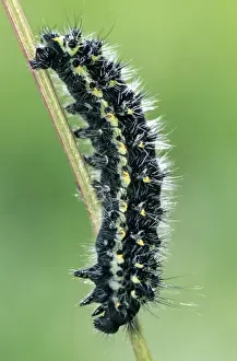 Small Emperor Moth Caterpillar - France