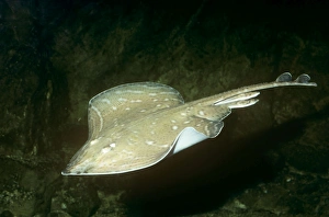 Images Dated 26th August 2008: Small Eyed / Painted Ray UK marine