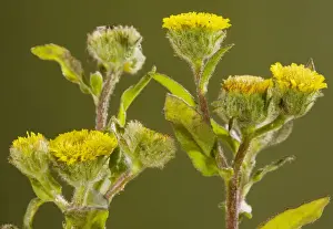 Composite Prints: Small fleabane (Pulicaria vulgaris) - very rare plant of grazed grassland in the New Forest