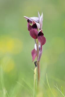 Small Flowered Tongue Orchid