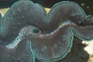 Small Giant Clam - This species has the widest distribution of the giant clams being found in sunlit coral reefs from east Africa across the Indian Ocean and into the Western Pacific. The Giant Clams are the largest bivalve molluscs