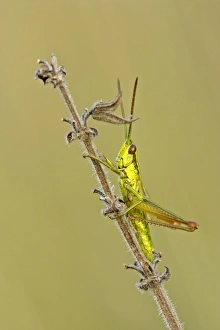 Small Golden Grasshopper - resting on blade of grass in autumn meadow Small Golden Grasshopper - resting on blade of grass in autumn meadow