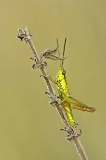 Brilliant Prints: Small Golden Grasshopper resting on blade of grass in autumn meadow Baden-Wuerttemberg