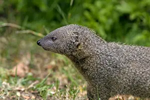 Mongooses Prints: Small Grey Mongoose - Widespread in Cape Provinces south of the Orange River