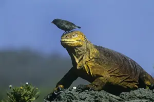 Iguanas Prints: Small Ground FInch - perched on head of land iguana - Galapagos Islands