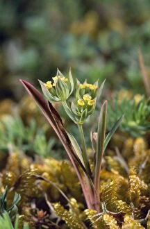 Images Dated 7th November 2007: Small Hare's Ear - very rare in UK