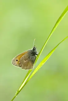 Hungary Prints: Small Heath Butterfly - Bukk National Park - Hungary