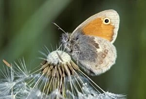Small Heath Butterfly - on Dandelion