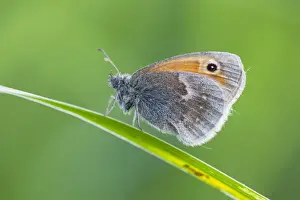 Small Heath Butterfly - resting on grass stalk - Lower Saxony - Germany