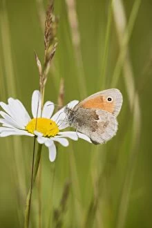 Small Heath Butterfly resting in meadow