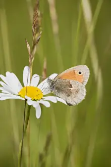 Heaths Prints: Small Heath Butterfly – resting in meadow Bedfordshire UK 004828