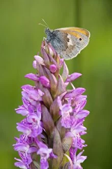 Small Heath Butterfly - settled on early marsh orchid (Dactylorhiza incarnata) in a fen