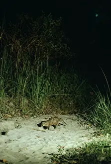 Civet Prints: Small Indian Civet / Rasse / Lesser Indian Civet - at night - Nepal