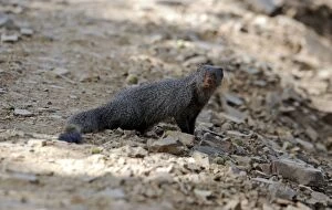 Images Dated 1st June 2009: Small Indian Mongoose