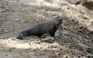 Mongoose Prints: Small Indian Mongoose - Ranthambhore National Park - Rajasthan - India