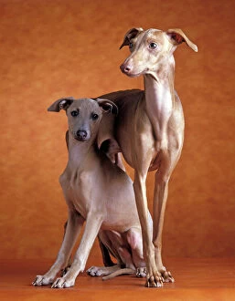 Images Dated 29th November 2007: Small Italian Greyhounds - Two together