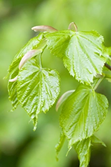Images Dated 2nd May 2009: Small-leaved Lime - close up of fresh new leaves