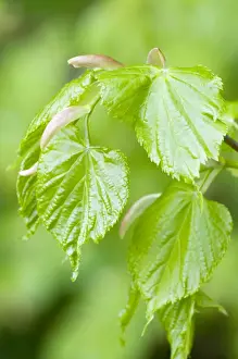 Lime Prints: Small-leaved Lime - close up of fresh new leaves - Lincolnshire - UK